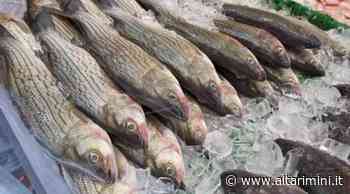 Finisce il fermo pesca: il pesce fresco torna su banchi del Mercato Coperto di Rimini - AltaRimini