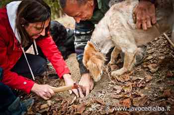 Tartufi: stop alla raccolta aspettando la nuova stagione. Ma il fermo del nero fa discutere - LaVoceDiAlba.it
