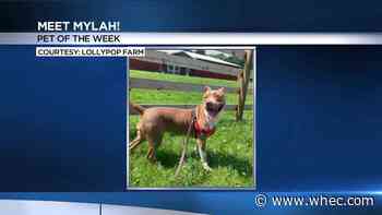 Pet of the Week: Mylah