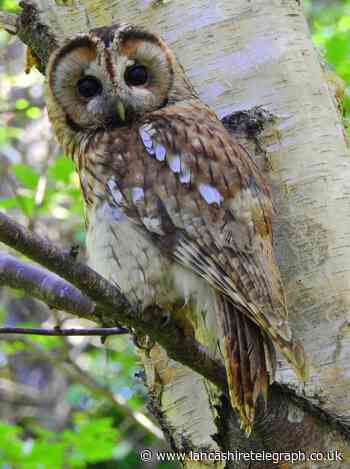 Burnley: wildlife photos brighten up historic Towneley Hall park