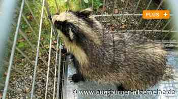 Marder im Auto, Spechte in der Fassade: So toben sich Wildtiere in Augsburg aus