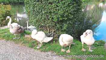 Stadtsee Bad Liebenzell: Schwanenfamilie bremst Verkehr aus