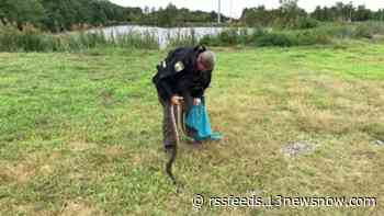 Watch: Animal Control wrangles python in Virginia Beach