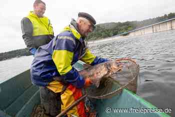 3,2 Tonnen alte Silberkarpfen: Teilerfolg bei Fang-Aktion - Freie Presse