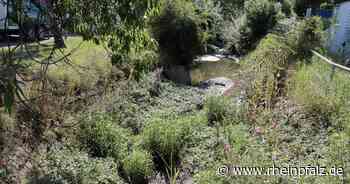 Anwohner beklagen miserablen Zustand des Hainbachgrabens - Essingen - Rheinpfalz.de
