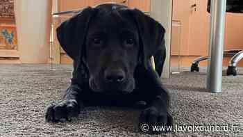 Arras : Sénéca, un agent qui a du chien ! - La Voix du Nord