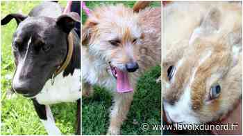 Arras : Falco, Benji et des lapins domestiques espèrent trouver un maître - La Voix du Nord