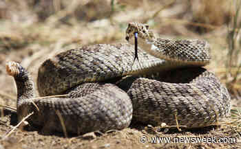 Houston A/C Worker 'Pinned' in Bank Attic by 6ft Rattlesnake for 15 Minutes - Newsweek