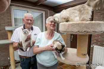 “Onze katten zijn onze grootste rijkdom” (Westerlo) - Gazet van Antwerpen Mobile - Gazet van Antwerpen
