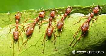 Your next iPhone could be built with tools inspired by ant teeth     - CNET