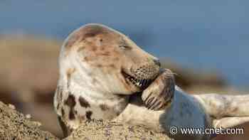 Comedy Wildlife Photography Awards finalists see the funny side of nature     - CNET