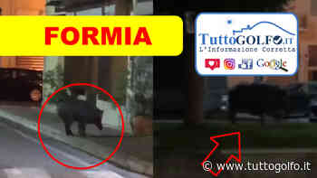 Formia, Piazza Risorgimento - Cinghiale a spasso » Tuttogolfo - Tutto Golfo