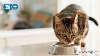 AOK in Siegen: Toxoplasmose gefährlich für Schwangere - Westfalenpost