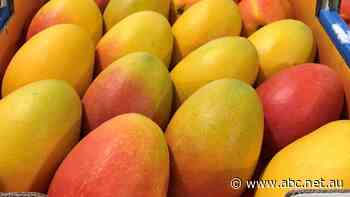 New plan in locomotion for 'Kylie Minogue' mango after years of delays