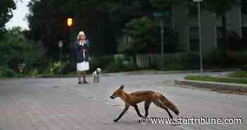 Are more wild animals moving into Minnesota's cities?