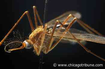 Aurora resident diagnosed with West Nile virus - Chicago Tribune