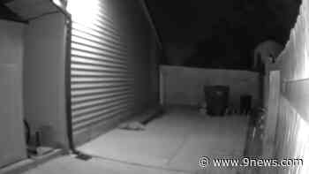 Mountain lion on the prowl in Aurora - 9News.com KUSA