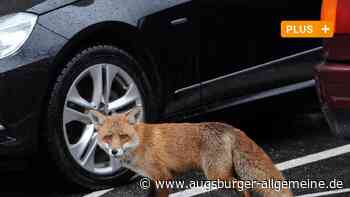 Füchse, Eidechsen & Co.: Wildtiere brauchen ihren Platz in Augsburg - Augsburger Allgemeine