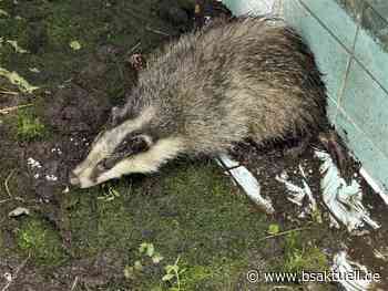 Augsburg: Feuerwehr rettet in Pool gestürzten Dachs - BSAktuell