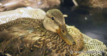 A bunch of ducks on Toronto's waterfront are getting sick with a mystery illness - blogTO