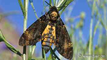 Ulm: Wie gefährlich ist der Schmetterling Totenkopfschwärmer? - SWR