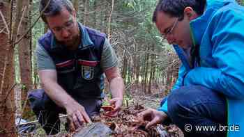 So fördert der Landkreis Neu-Ulm mit Totholz die Artenvielfalt - BR24
