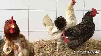 Veterinäramt kontrolliert Tierhalter in Ulm: Behörde greift ein: Hühner im Hinterhof schlecht gehalten - SWP
