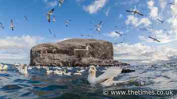 Arctic skua in danger from predators and food shortage - The Times