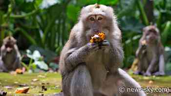 COVID-19: Monkeys raid homes in Bali after losing out on food from tourists due to pandemic restrictions - Sky News