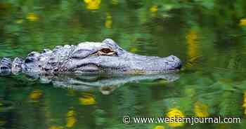 Watch: Alligator Goes Up in Smoke After Eating Worst Snack Imaginable