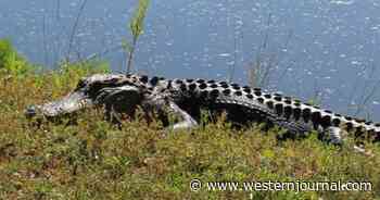 Woman Attacked by Alligator While Walking Dog, Seriously Injured After Creature Drags Her Into Water by Leg