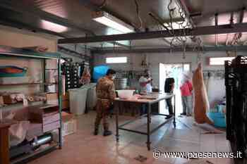 Capua – Macello abusivo, scatta il sequestro e la denuncia - Paesenews