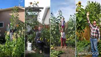 A look at this year's amazing sunflower season in Alberta
