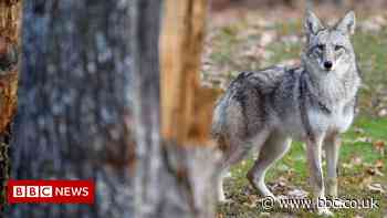 Brazen coyotes terrorise British Columbia park