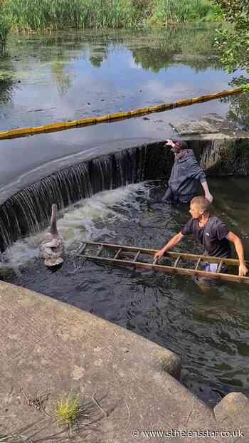Pair congratulated for rescuing baby swan at Blackbrook Flash - St Helens Star
