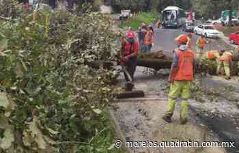 Colapsa árbol sobre la libre México-Cuernavaca - Quadratín - Quadratín Morelos