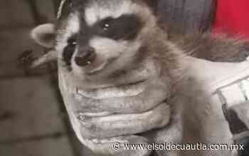 Mapache y armadillo son rescatados en Cuernavaca - El Sol de Cuautla