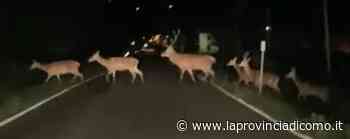 Sorico, troppi cervi La Riserva “taglia” i primi 60 esemplari - La Provincia di Como