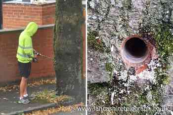 Residents furious after trees are drilled 'because leaves were falling into garden'