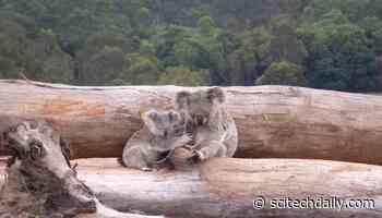 Grim Warning for Australia’s Most Endangered Plants and Animals