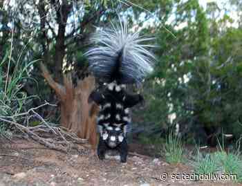 Three New Species of Hand-Standing Spotted Skunks Discovered