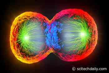 Origin of Life: The First Cells Might Have Used Temperature To Divide