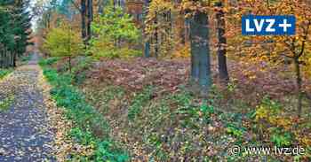 Oschatz forstet Stadtwald auf - Leipziger Volkszeitung