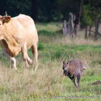Nach Wettrennen mit Kuh: Entlaufenes Känguru eingefangen - radioeuskirchen.de