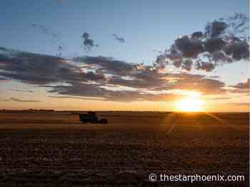 Putting hope in the ground: Sask. farmer focuses on one crop at a time amid months of drought