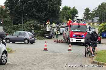 Boom valt op geparkeerde wagens (Dilbeek) - Het Nieuwsblad