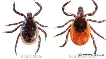 Mild winter, damp summer — 2021 has been a tick's dream year