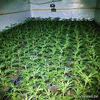 Politiezone Geel-Laakdal-Meerhout rolt cannabisplantage van 900 planten op aan Pas centrum Geel - Nnieuws.be