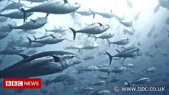Tuna bounce back, but sharks in 'desperate' decline