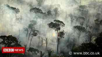 Then and now: Why deforestation is such a hot topic